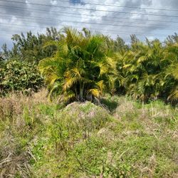 Areca Palms Great For Privacy Hedge