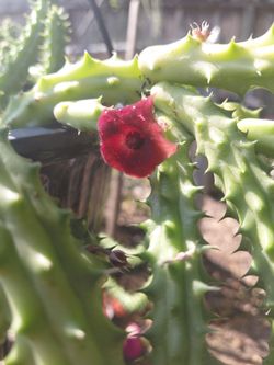 Red Dragon Huernia Succulent
