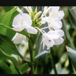 White Ginger Plant, Perennial 