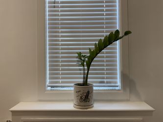 ZZ Plant