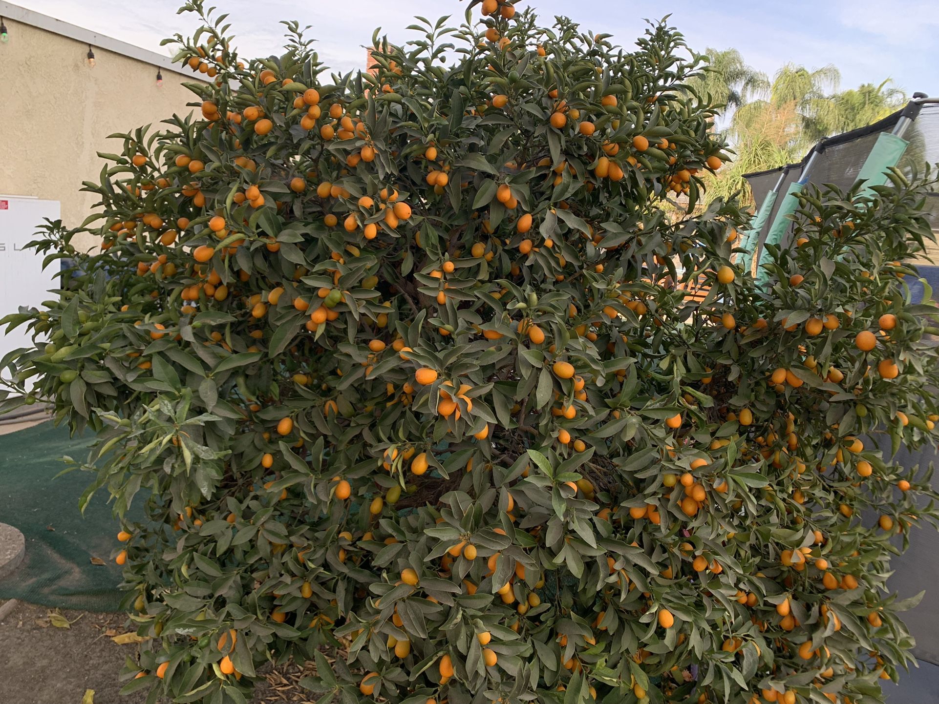 Kumquats. Organic. FREE. Chino, Ca