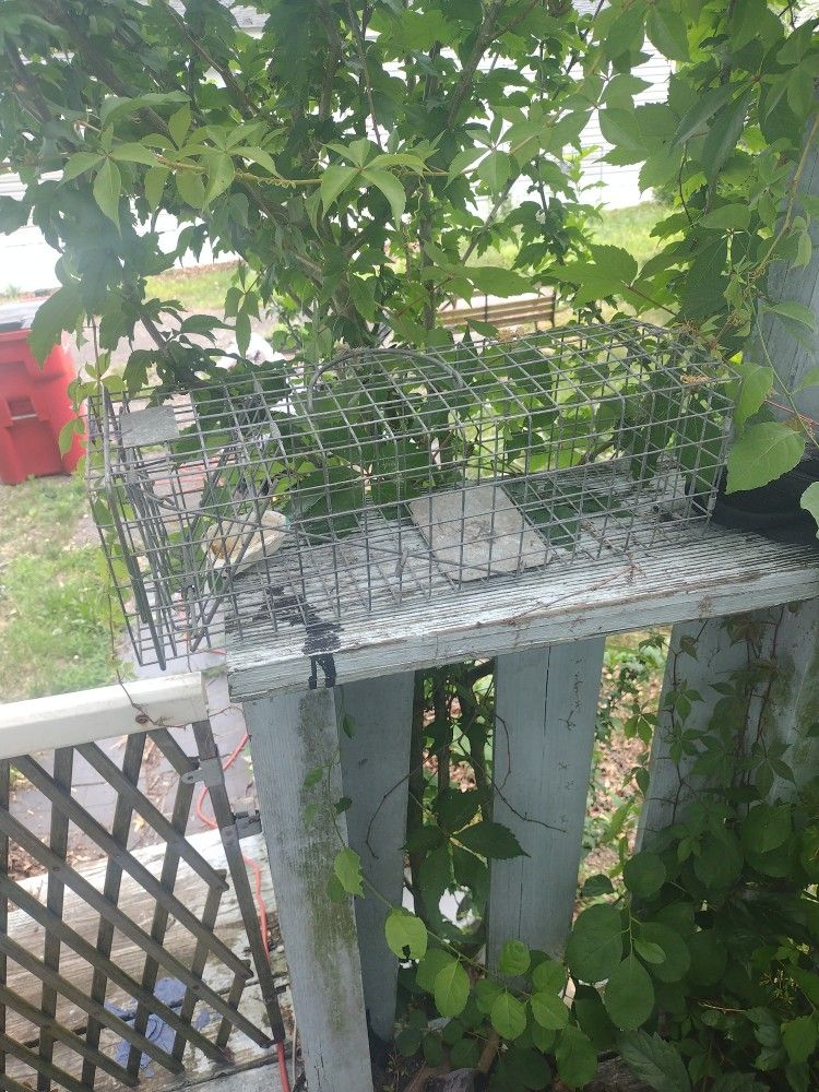 live trap for small animals
