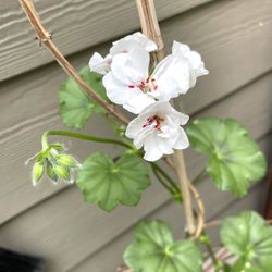 Blooming Ivy Geranium Precision White Red Eye. The leaves are unusually dense.