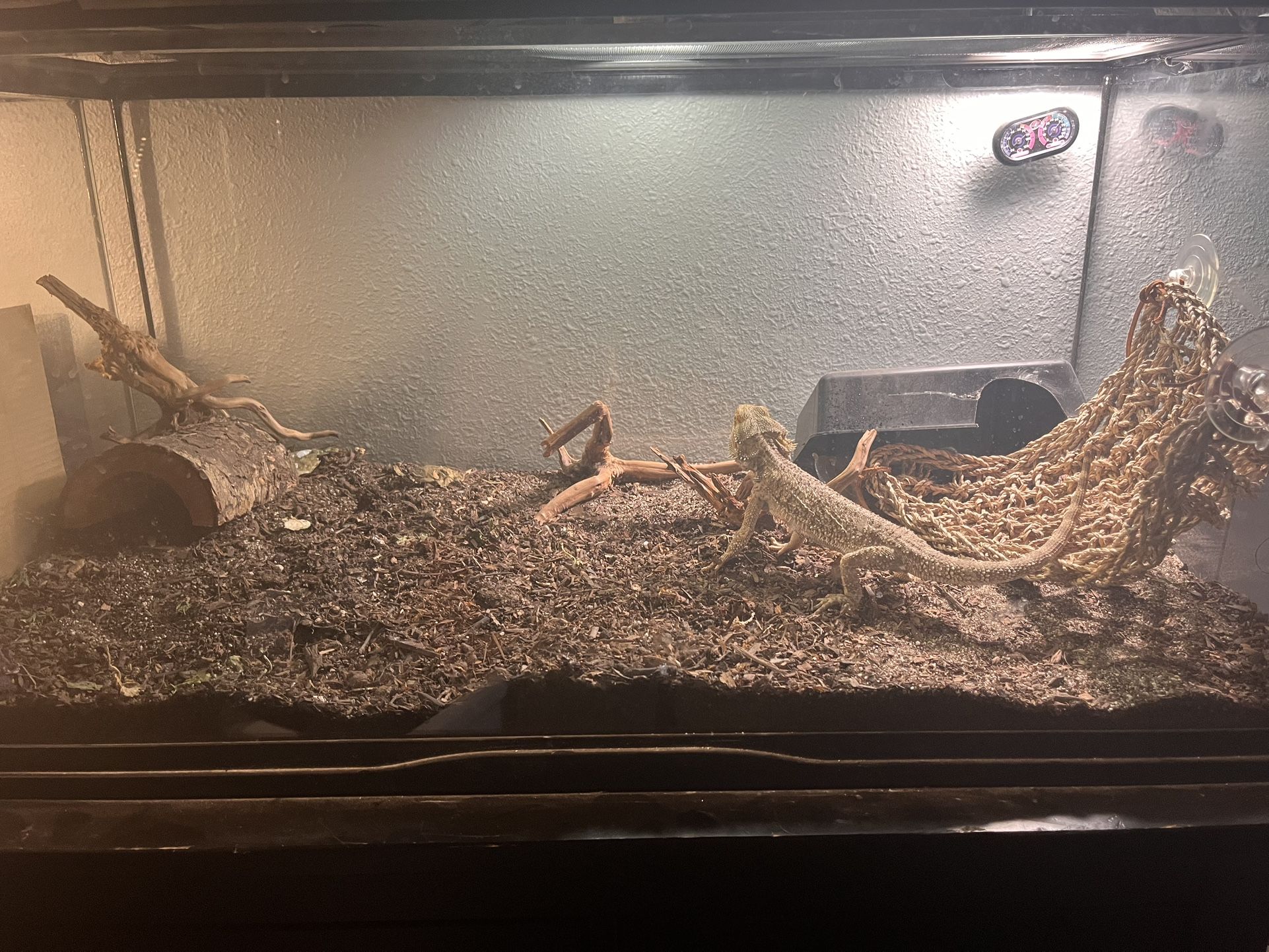 Entire Bearded Dragon Setup + Bearded Dragon