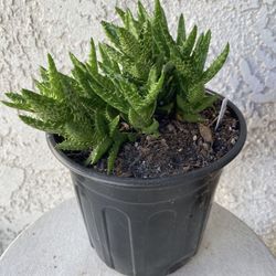 1 Gallon Pot Succulent Aloe Plant - Aloe Juvena Tiger Tooth - Rooted & Established - Drought Resistant - 🪴