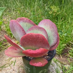 Tropical potted plants