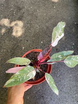 6” pot super variegated philodendron pink princess; 95820