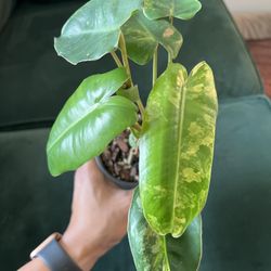 Variegated Philodendron Burle Marx Plant Lots Of Leaves 