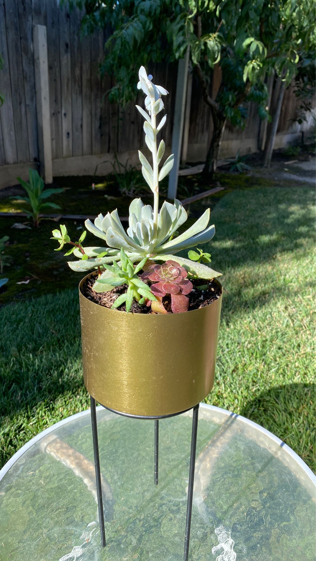 Beautiful succulent with stand
