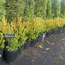 Winter Gem Boxwoods 