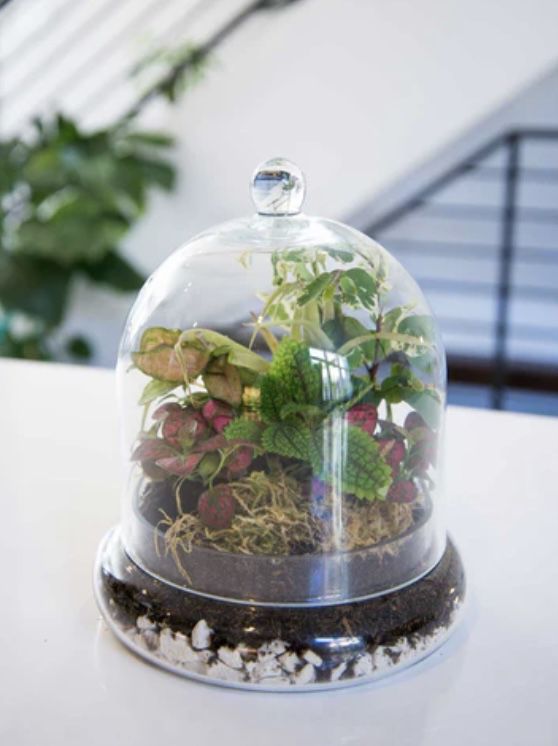 Glass Cloche Terrarium Large 11.5 x 9.5 (Glass Only Shown In Photo 2)