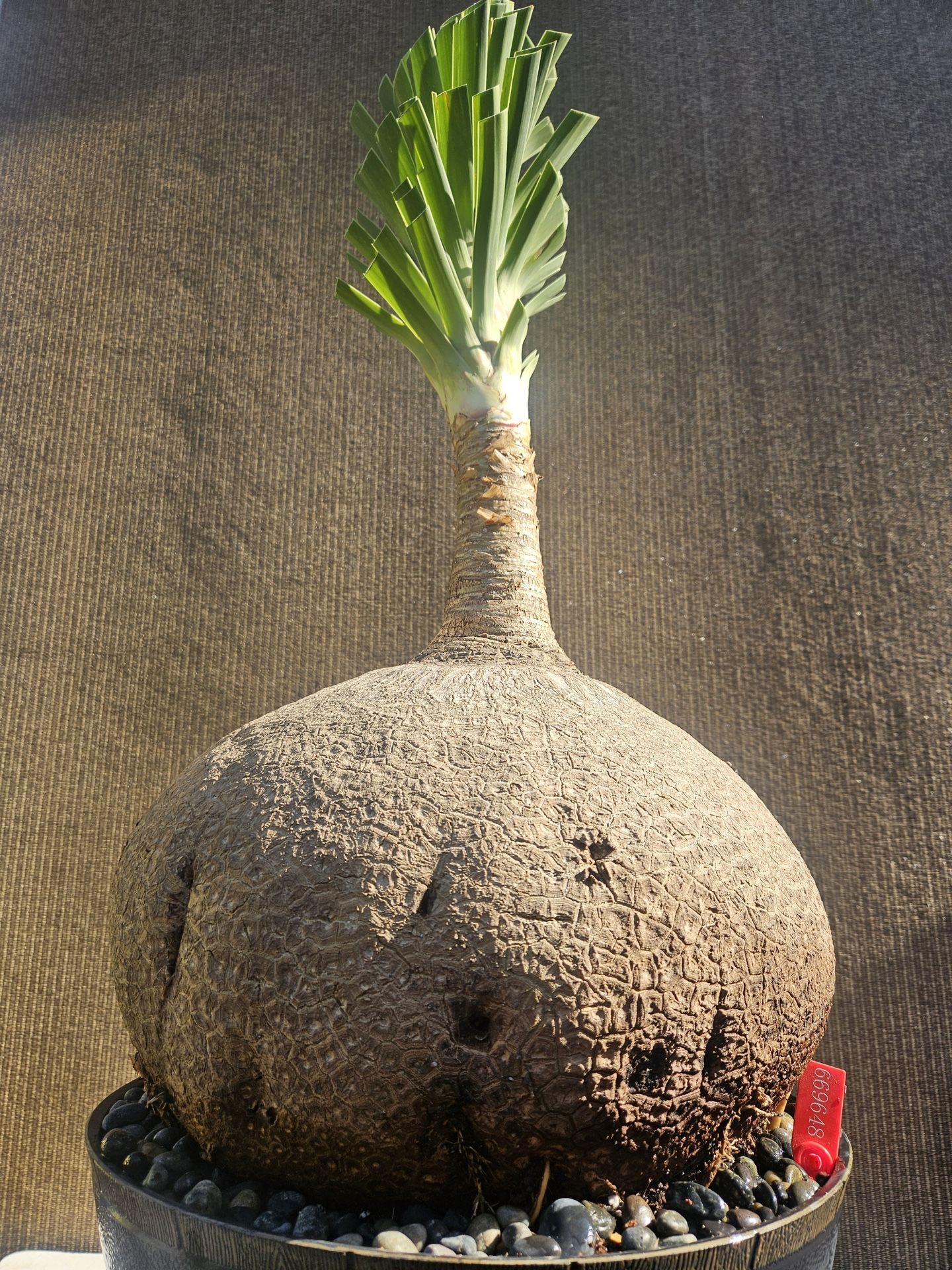 Old Ponytail Palm Bonsai Tree  ( OUTDOOR and INDOOR PLANT)