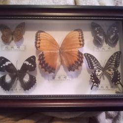 Butterfly Taxidermy