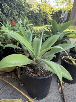 $20 Foxtail Agave