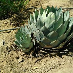 Aguave Desert Succulents)/ Hooked Barrel Cactus 