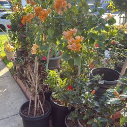 Plants For Sale (Plantas En Venta) 