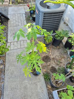Papaya