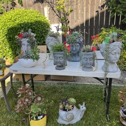 Many Beautiful Succulents 