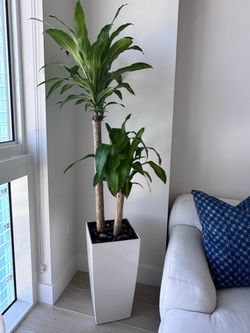 Luxury Potted Plants | Designer Planter + Self-Watering | Ready to Go