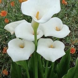 1.5 Gallon Pot Succulent Plant - Calla Lily - Zantedeschia Aethiopica - Rooted & Established - Drought Resistant 🪴