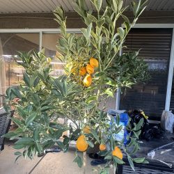 Variegated Kumquat with fruits 
