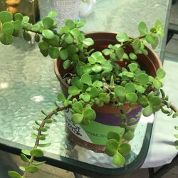 Planta De La Abundancia 