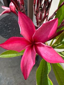 Blooming Plumeria Plant S6