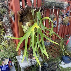 Mature Staghorn Fern With Multiple Babies ( Pups)