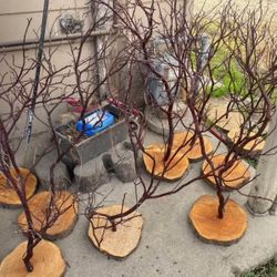 Manzanita Tree Centerpiece