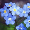 Forget-Me-Not