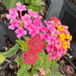 Lantana Tricolor