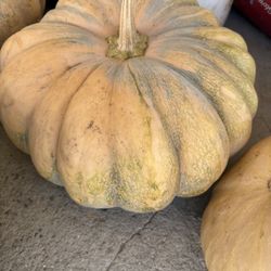 Calabazas De Venta 