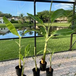 Ice cream Thai banana plant