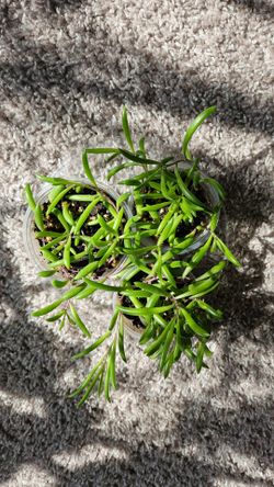 Succulent