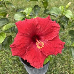 HIBISCUS (10” Pot Size) Attractive Flower, Bold & Beautiful 