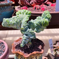 Blue Candle Cactus Crestata Imported