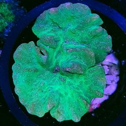 Green Cabbage Hand Hybrid Leather 