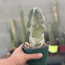 Total Pole Cactus Thornless Lophocereus Schottii Monstrose