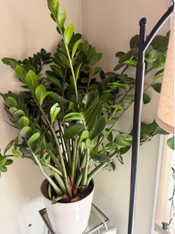 ZZ plant