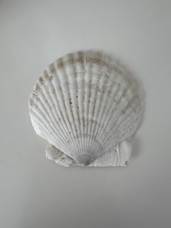 Scallop Shell #18