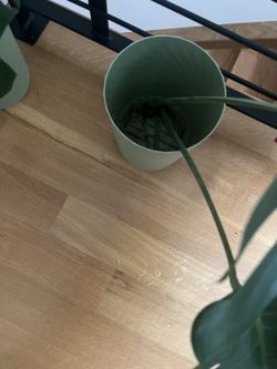 Monstera Cutting (Rooting in Water)