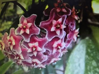 Hoya pubicalyx