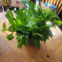 Plants