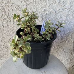 1 Gallon Pot Succulent Plant - Portulacaria Afra Variegated - Elephant Bush - Drought Resistant - Established - Perfect for Landscaping & Arrangements