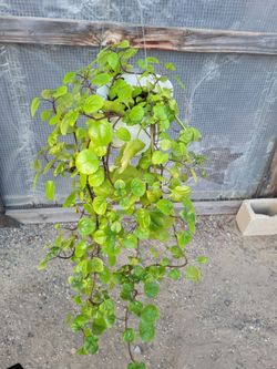 Creeping Charlie Plant 6" Nursery Pot