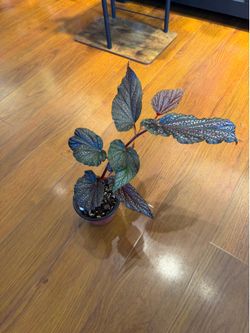 Begonia maculata (house plant)