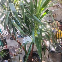 Yucca Palm Tree