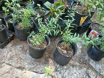 Pomegranate Fruit Plant
