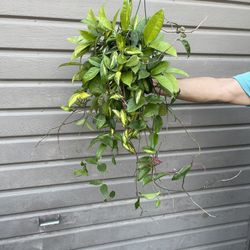 6” Big Hoya Princess (blooming)