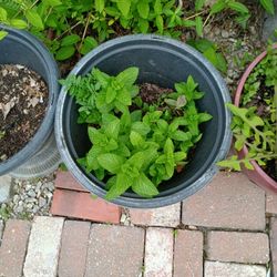 Fresh Organic Mint